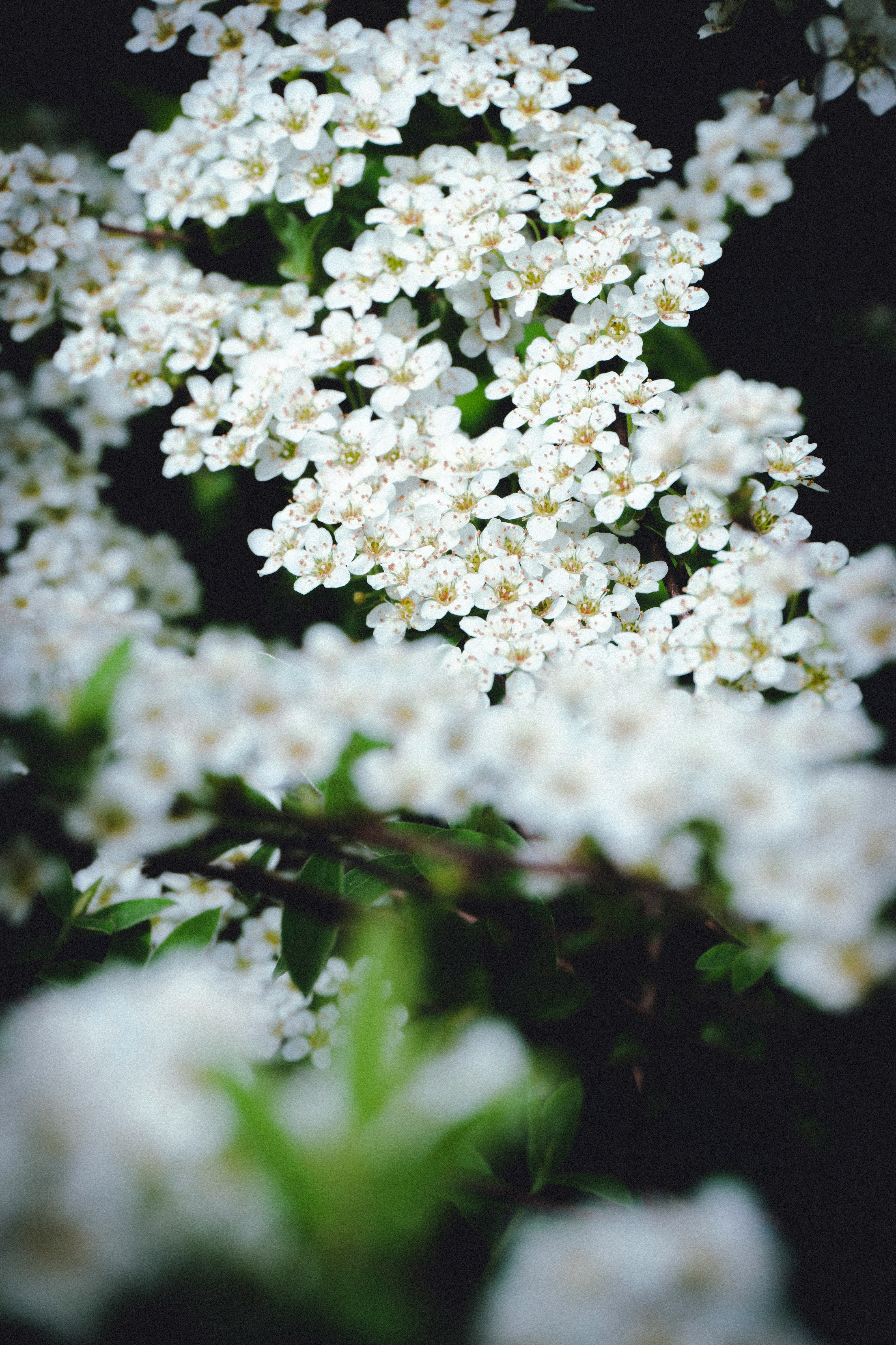 white flowers in tilt shift lens